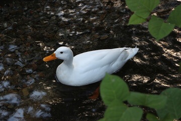 Goose exploring the shores of the river Lea