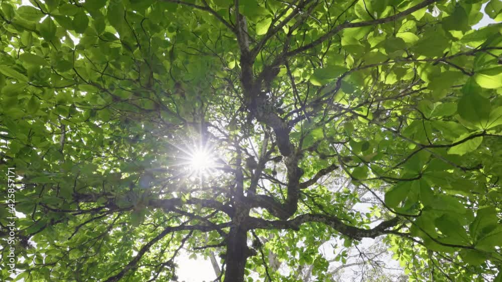 Poster lush green tree in the middle of summer. sun breaks through the foliage of tropical tree, bottom up 