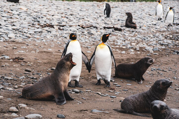 two king penguins holding their hands with sea lions are walking in South Georgia Gold Harbour