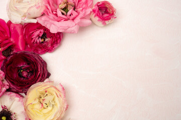 Fresh pink , blush and white ranunculus flower flat lay with copy space on light background