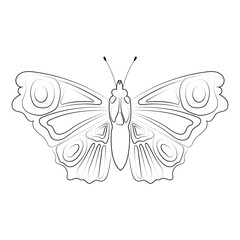 Fototapeta na wymiar Butterfly isolated on white background. Line art.