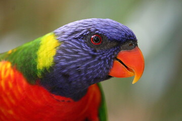Oiseau multicolore