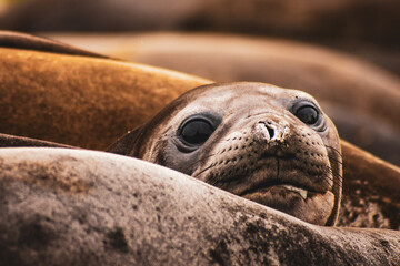 Elephanst seal mirounga leonina in South Georgia, Gold Harbour