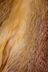 Fashionable luxury  fluffy close-up of painted fox fur in warm colors. Bright orange, 
brown texture of wild animal hair. 