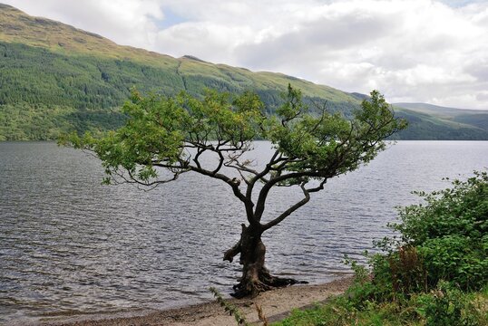 The view across Loch Lomond from Firkin Point on a gloomy day with a lonely tree on the front, Scotland, United Kingdom