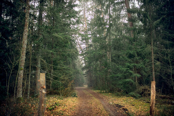 Fototapeta premium foggy forest in Belovezhskaya Pushcha