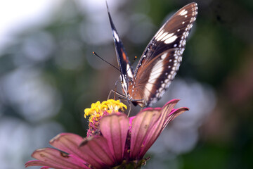 butterfly on flower