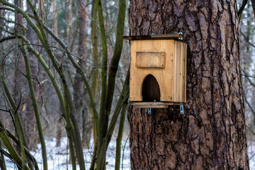 Feeder For Birds In The Forest