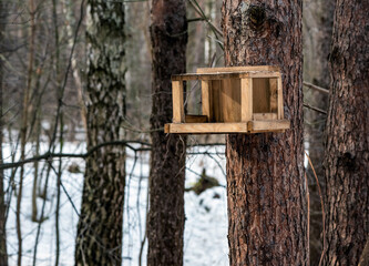 Feeder For Birds In The Forest