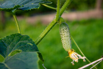 Close up of a cucumber or pickle growing on an organic farms