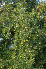 Apples on a big tree. Apple fruits.