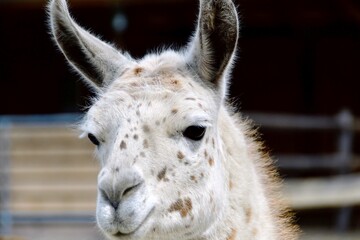 Lama Portrait