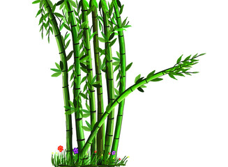 Bamboo illustration