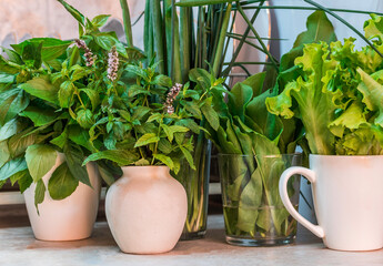 Growing micro-green for food. Fresh herbs, healthy food, vegetarian.