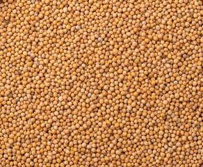 Top view, closeup of mustard seed. Food backdrop