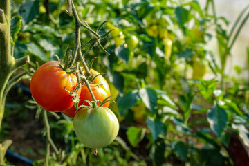 Growing tomatoes in a greenhouse. Ripening of tomato fruits in a greenhouse. The concept of growing tomatoes.