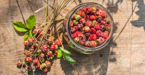 Ripe wild strawberry in green forest close-up