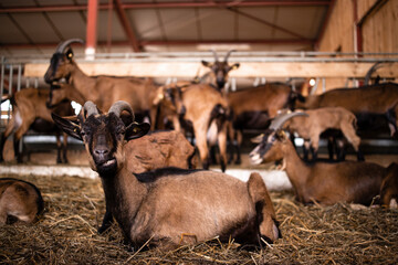 Goat domestic animal at farmhouse. In background domestic animals eating and standing.