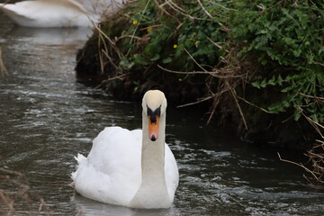 A beautiful mute swan gliding in a mill pond. 