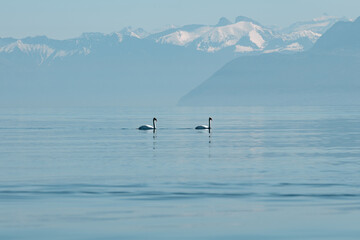 cygnes sur le lac Léman