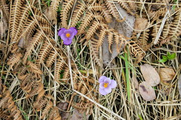 Spring crocus among dry grass and dry ferns in spring. Spring crocus flowers. Crocuses or croci. Flowers.