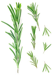 Rosemary twigs isolated on a white background, top view. Sprigs of fresh rosemary.