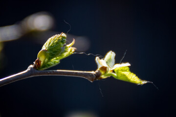 Early spring tree buds