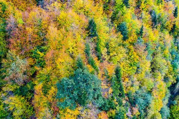 Aerial view of autumn trees. Colorful trees from above