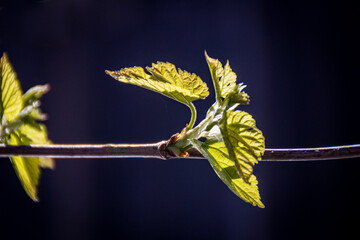 Early spring tree buds