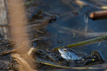 Rana arvalis Moor Frog in water