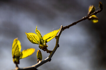 Early spring tree buds