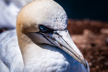 portrait of northern gannet