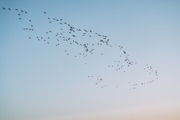 Clear blue sky in the morning at dawn and a flock of birds is flying.