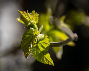 Early spring tree buds