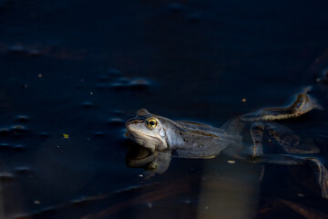 Moor frog adult male in water