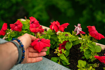 Hand of a modern gardener caringly checking petunia flowers after rain
