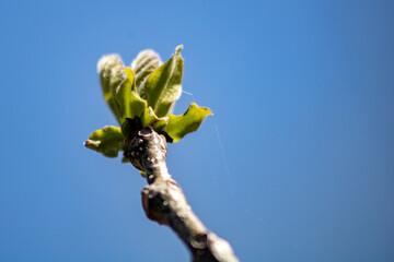 Early spring tree buds