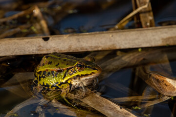European green frog in water