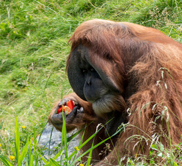 Orangutan sits in the grass, in its natural environment and eats a red pepper. Kalimantan, Indonesia © Raik