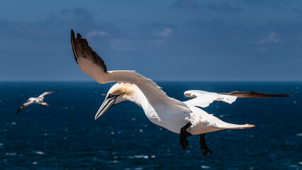 Fototapeta na wymiar northern gannet in flight