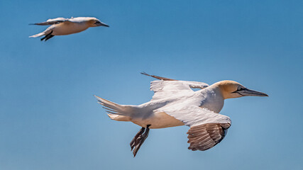 northern gannet in flight