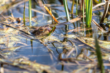 Toad - Bufo bufo on the surface of the pond. There is a reed around the green frog. Side view.