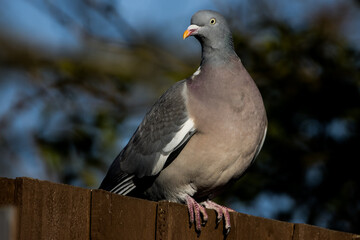 wood pigeon 