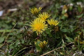 Dandelion flowers and fluff. A perennial plant of the Asteraceae family that grows on the roadside.