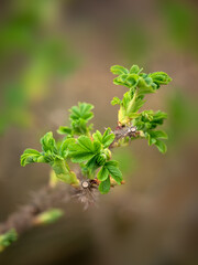 young growth of Rosa rugosa 'rubra' in spring in the UK