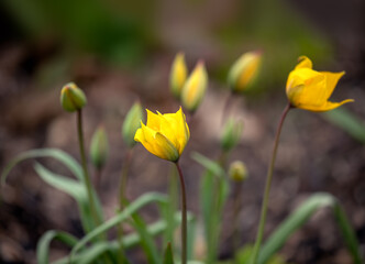 Wild Tulip, Tulipa sylvestris, in bloom in spring in the UK