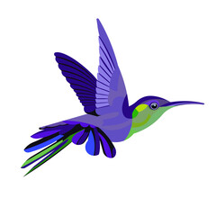 Beautiful blue and green tropical hummingbird flying vector isolated figure