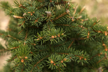 young spruce needles background texture