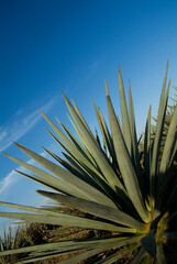 Landscape of agave plants to produce tequila