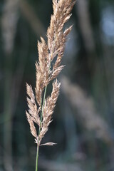 close up of grass